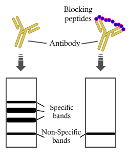 NMDAR1 Peptide