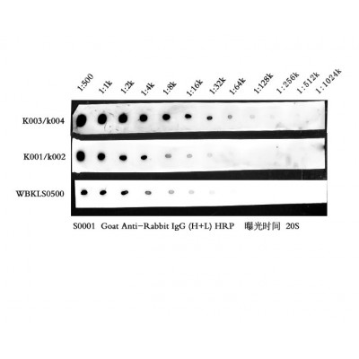 Affinity® ECL kit(picogram) - Affinity®ECL Reagent,20s exposure time under a variety of dilutions. The secondary antibody is Goat anti-rabbit IgG-Hrp(Cat.# S0001). - affinity biosciences